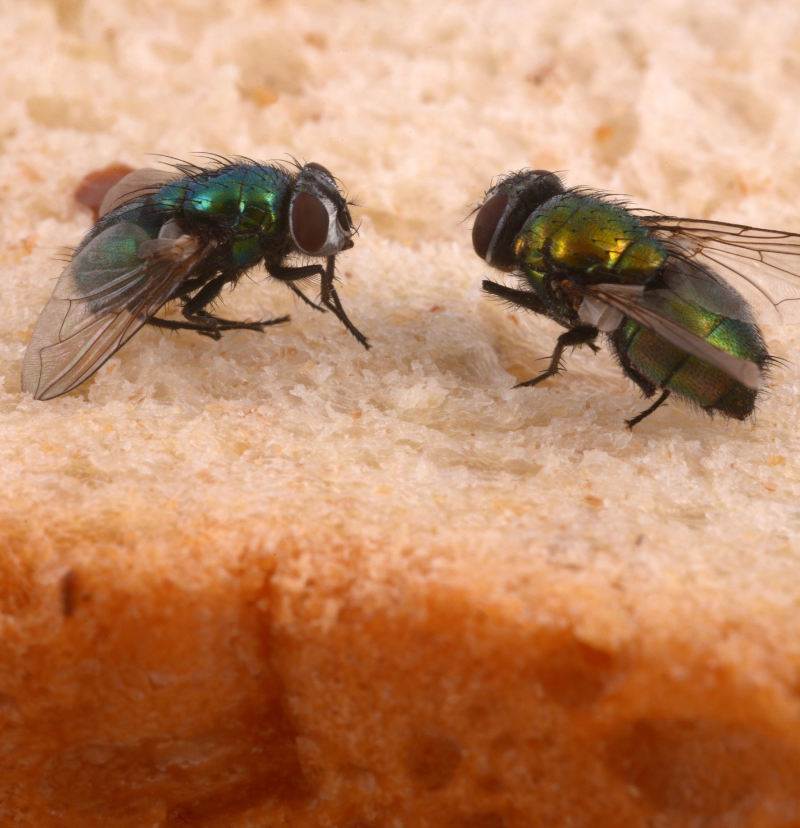 Close-up of flies - Auckland fly control