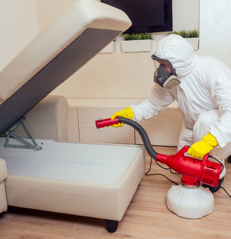 Professional bed bug treatment application in Auckland home